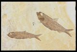 Two Beautiful Fossil Fish (Knightia) - Wyoming #116763-1